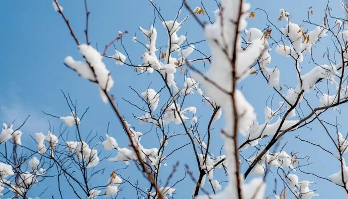 2021-2022年二九是几月几日 2021-2022年二九具体时间表