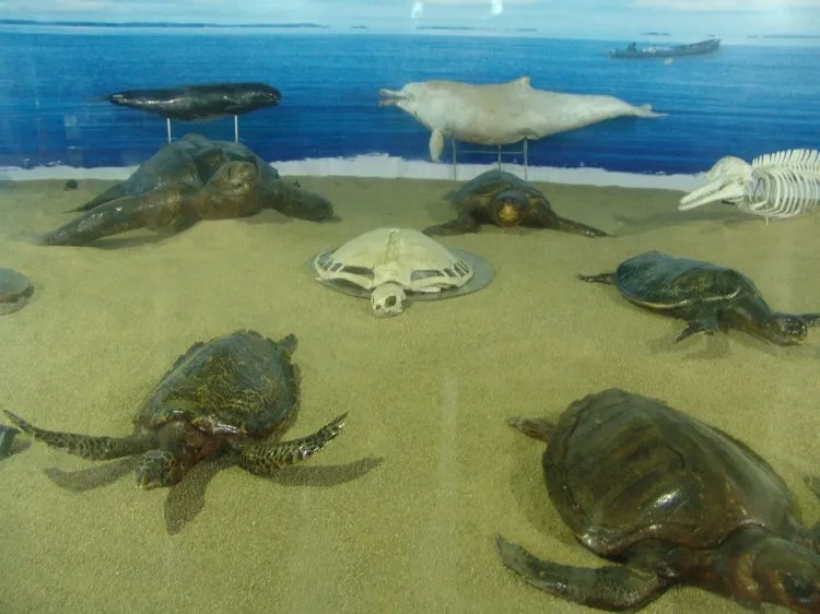 海龟因好奇误吞硬币导致死亡？