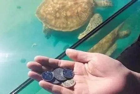 海龟因好奇误吞硬币导致死亡？
