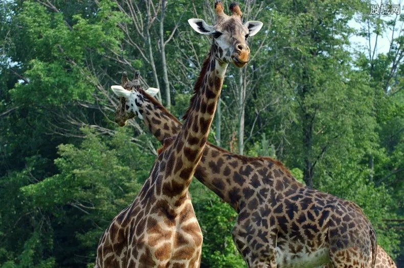 大食蚁兽落户郑州 郑州有哪些好玩的旅游景点