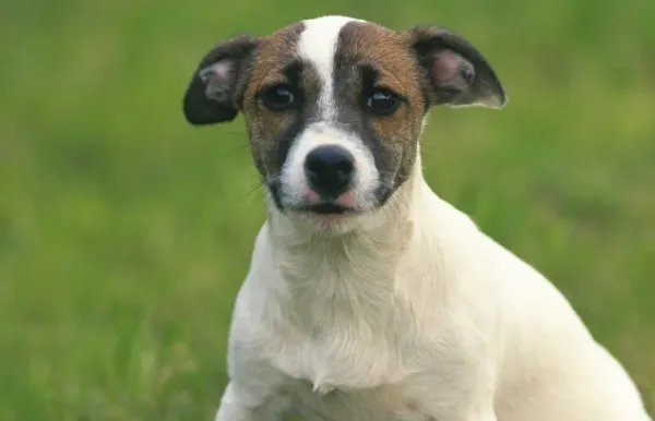 杭州一宠物狗晕车女子高速上下车遛狗,这样的行为有多危险?