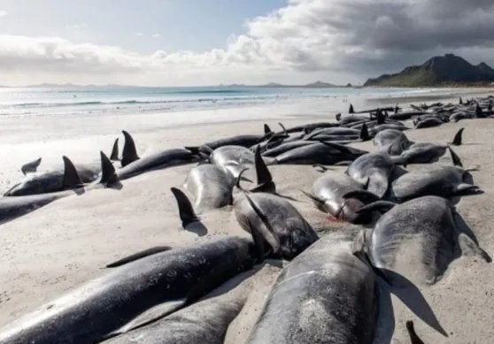 又有240头领航鲸在新西兰海岛搁浅死亡,领航鲸的搁浅原因有哪些?