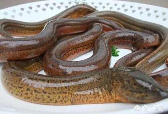 蛇鱼怎么做好吃？