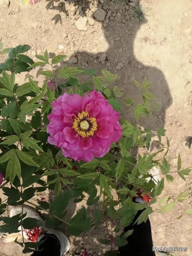 菏泽牡丹很有名么?