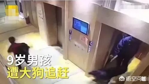 宠物狗不牵绳追撵9岁男童，深圳犬主被罚款500元, 你怎么看？