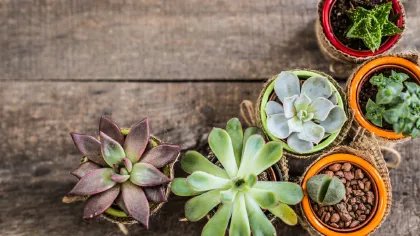 多肉植物如何养殖方法