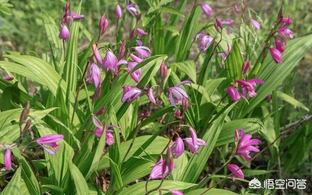 白芨种植前景如何？