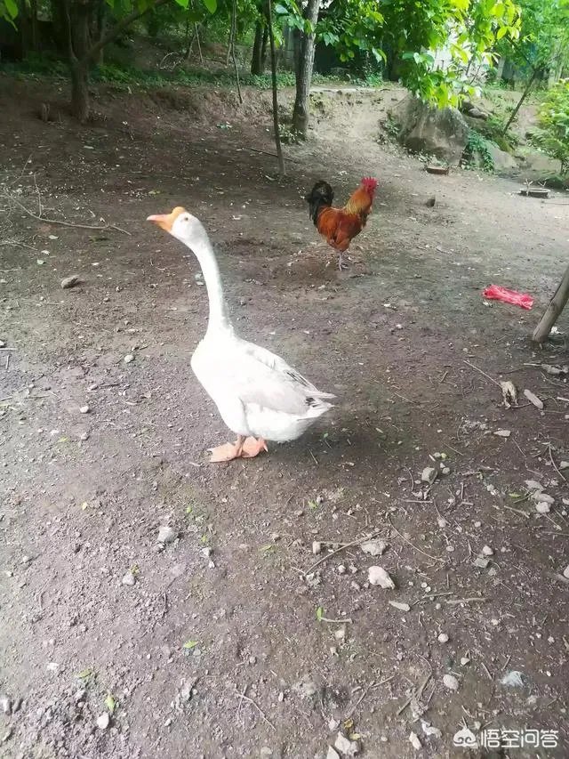 人造奶出来了，你敢喝吗？