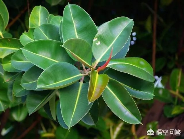 怎么养殖橡皮树？