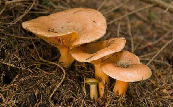 云南昆明一女子讲述吃菌中毒离奇幻觉,这是一种什么样的经历?