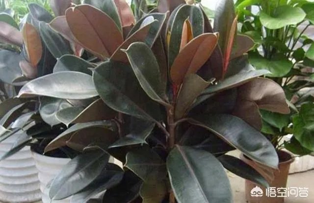 怎么养殖橡皮树？