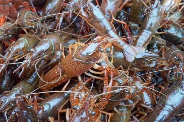 加强小龙虾生态防控,小龙虾真的属于入侵物种吗?