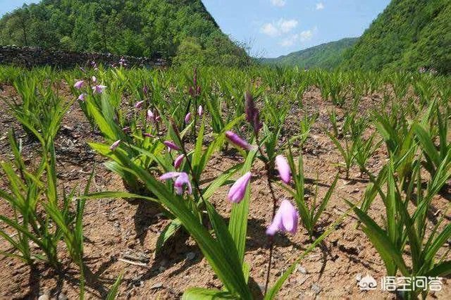 白芨种植前景如何?