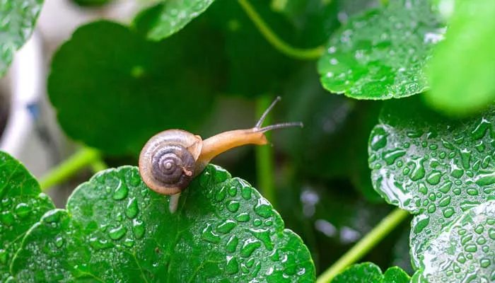 蜗牛有多少颗牙齿 蜗牛有多少颗牙齿