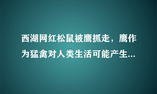 西湖网红松鼠被鹰抓走，鹰作为猛禽对人类生活可能产生什么影响？