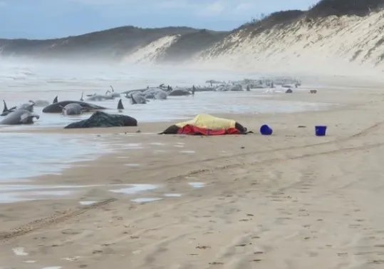 又有240头领航鲸在新西兰海岛搁浅死亡,领航鲸的搁浅原因有哪些?