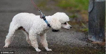 你如何看待上海宠物犬小区路灯杆旁撒尿触电死亡这件事？