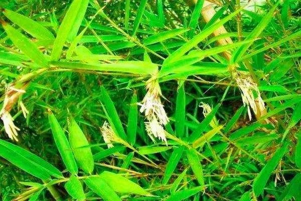 老人为什么会说开花的竹子是不祥之兆？