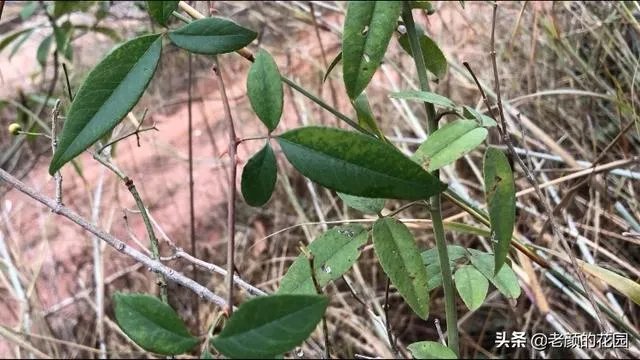 金樱子和山木香有什么区别？
