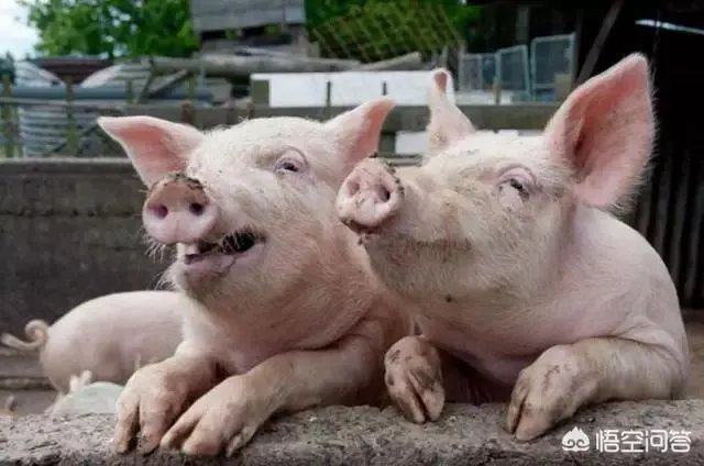 安徽猪饲料排名