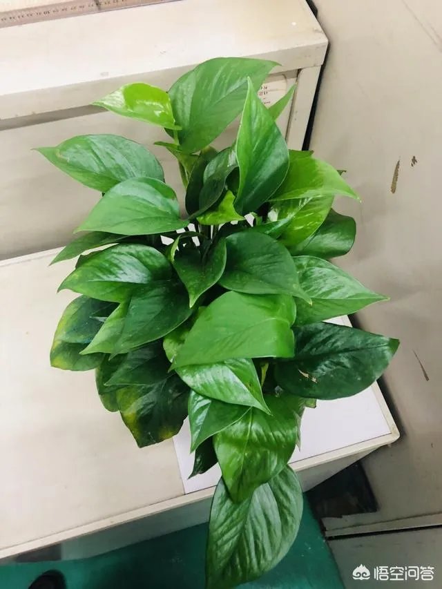 苹果也要有折叠屏手机了吗？