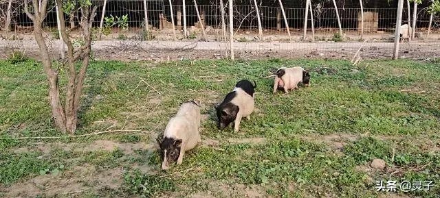 猪价连续下跌九天了，是什么原因造成猪价大跌，何时能上涨？