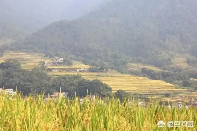 用梯田老式水稻收割机,为什么有的人喜欢边割边脱粒,而不是先割晒一些然后再脱粒?