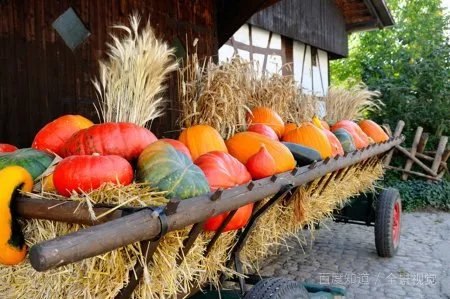 2020年的感恩节是几月几日