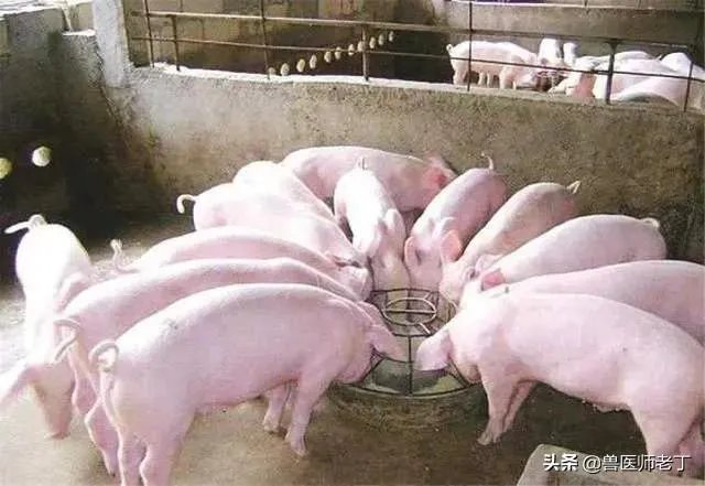 安徽猪饲料排名