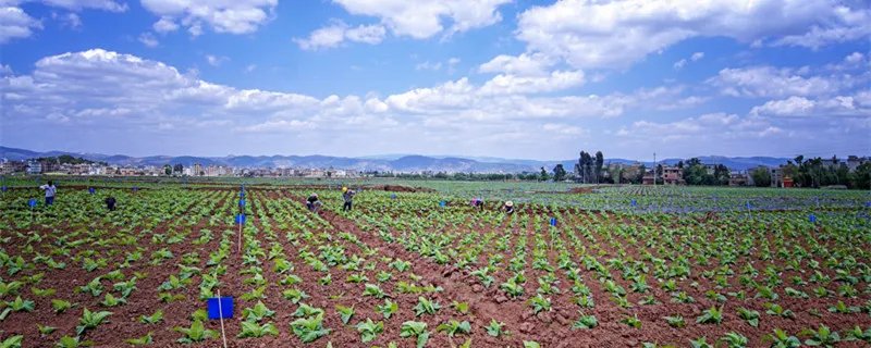 烟叶税是什么 烟叶税是什么税类