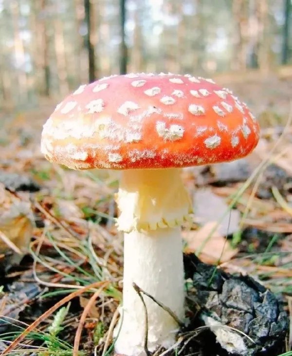 云南昆明一女子讲述吃菌中毒离奇幻觉,这是一种什么样的经历?