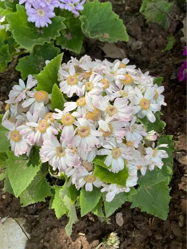 大四男生带娃回学校,舍友全成“奶爸”,大学生生娃你怎么看?