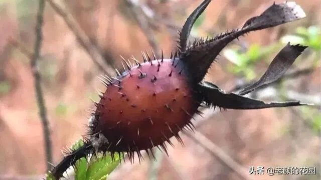 金樱子和山木香有什么区别？