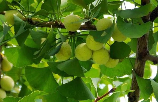 银杏怎么种？可以用银杏果种出来吗？