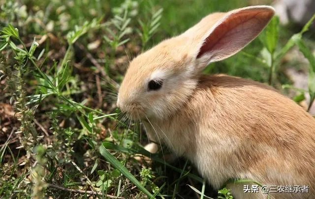 养殖兔子前景好又赚钱，为啥农村人养殖兔子的人很少？