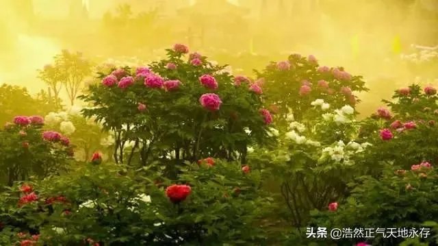 菏泽牡丹很有名么?