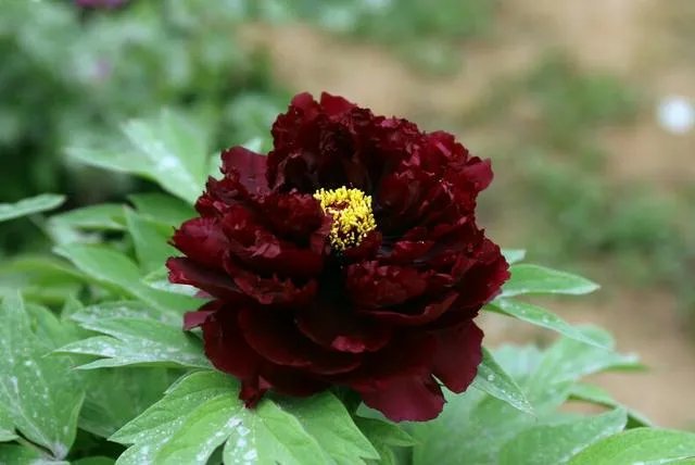 菏泽牡丹很有名么?