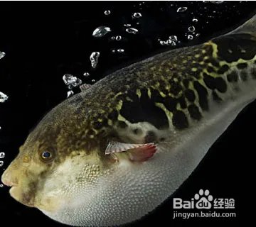 河豚品种图片大全？