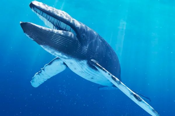 蓝鲸误入繁殖地被75只虎鲸吃掉,这属于物竞天择的范畴吗?