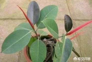 怎么养殖橡皮树？