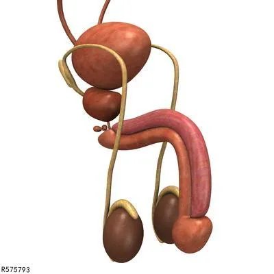 阴囊湿疹的病因有哪些 阴囊湿疹4大诱因逐一排查