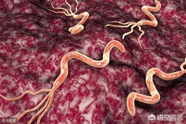 幽门螺杆菌最怕3种食物，每天吃，胃病不药而愈，是哪三种？