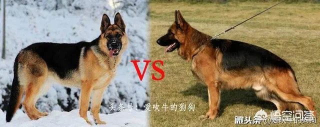 如何评价弓背德国牧羊犬?