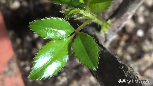 金樱子和山木香有什么区别？