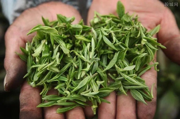 茶企3000吨茶叶被泡老板痛哭 达到九千万元人民币