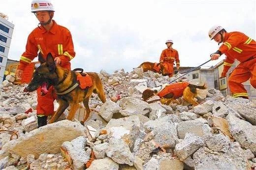 退役搜救犬不愿离开，这是否是人与自然和谐的一种表现？