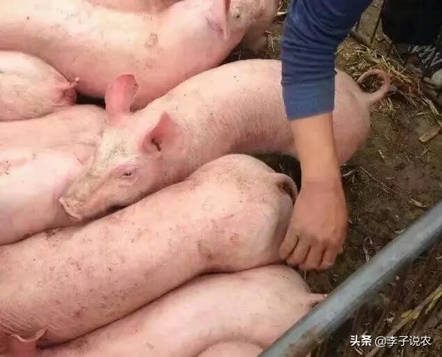 7月14日,10个省份的生猪价格突破了10元/斤的行情,这个行情能持续多久?