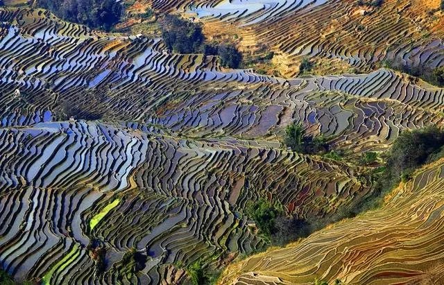 云南哈尼梯田的特点