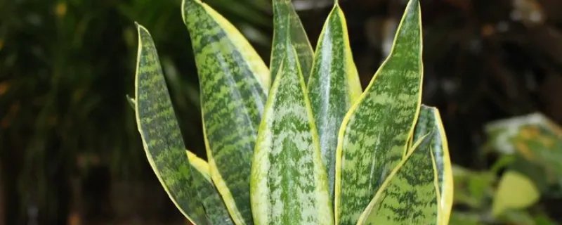 吸甲醛的植物有哪些