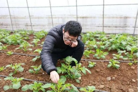 黑土豆有什么生长特性？如何进行种植管理？